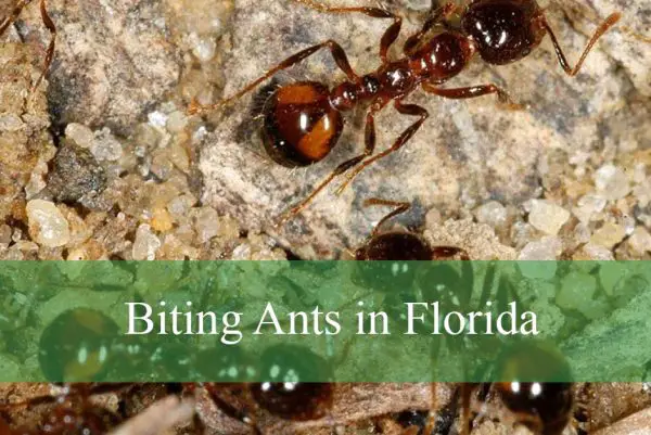 Biting Ants in Florida