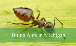 6 Biting Ants in Michigan (With Pictures and Identification)