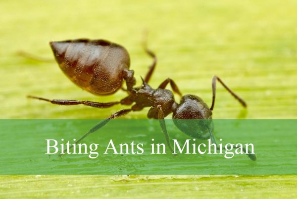Biting Ants in Michigan
