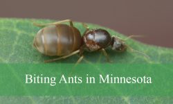 10 Types of Biting Ants in Minnesota (Pictures and Identification)
