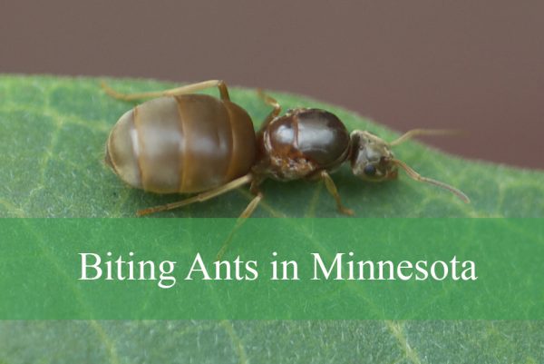 Biting Ants in Minnesota