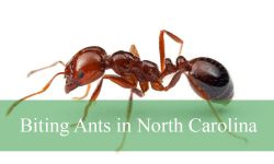 6 Biting Ants in North Carolina (With Pictures and Identification)