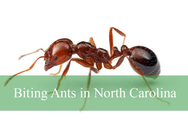 Biting Ants in North Carolina