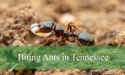 10 Biting Ants in Tennessee (With Pictures and Identification)