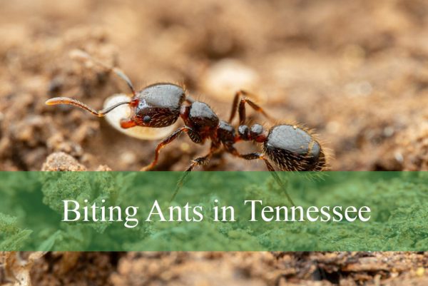 Biting Ants in Tennessee