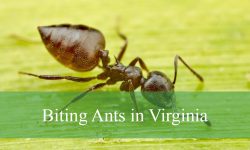 10 Biting Ants in Virginia (With Pictures and Identification)