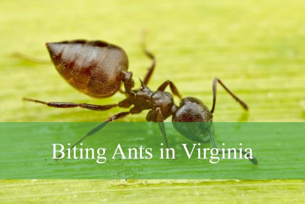 Biting Ants in Virginia