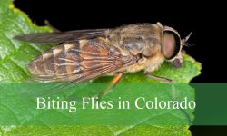 7 Biting Flies in Colorado (With Pictures and Identification)