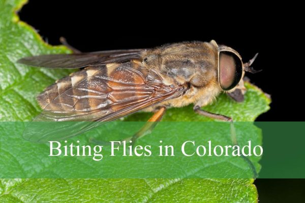 Biting Flies in Colorado