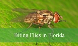 5 Dangerous Biting Flies in Florida (With Pictures and Identification)