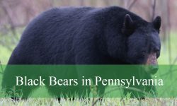 The Secret Lives of Black Bears in Pennsylvania