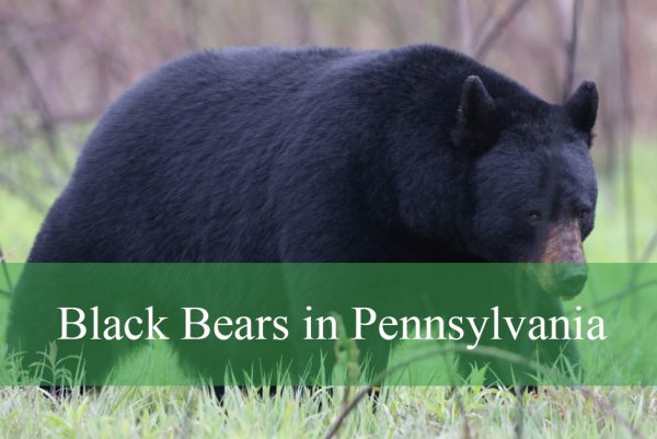 Black Bears in Pennsylvania
