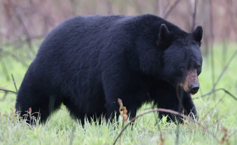 Black Bears in Pennsylvania