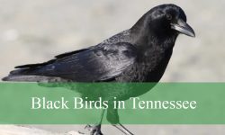 10 Black Birds in Tennessee (With Pictures and Identification)
