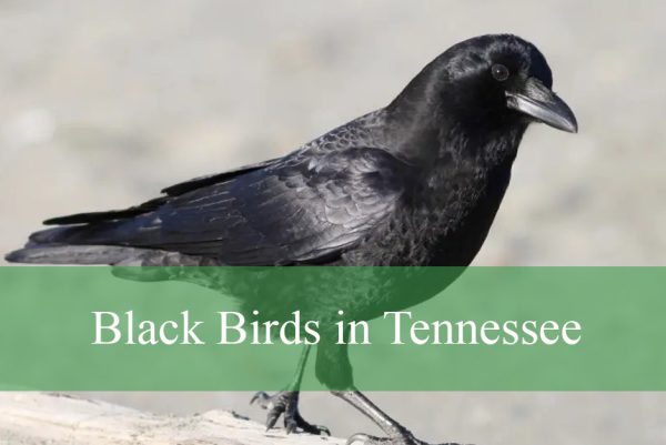 Black Birds in Tennessee