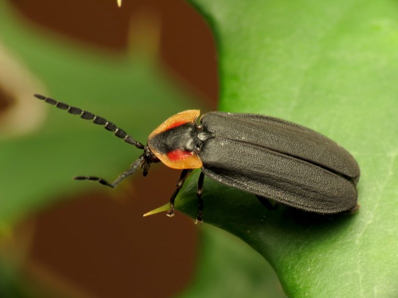 Fireflies in North Carolina