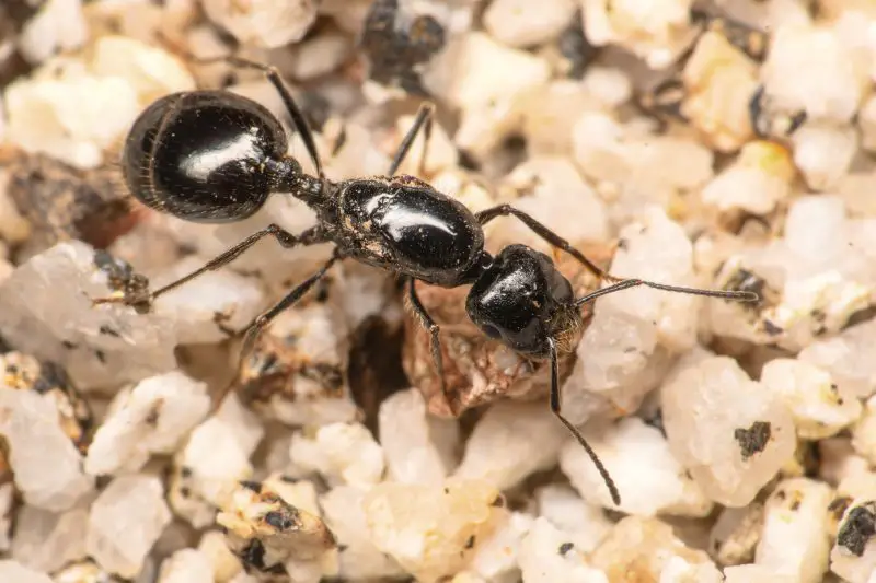 Types of Ants in California