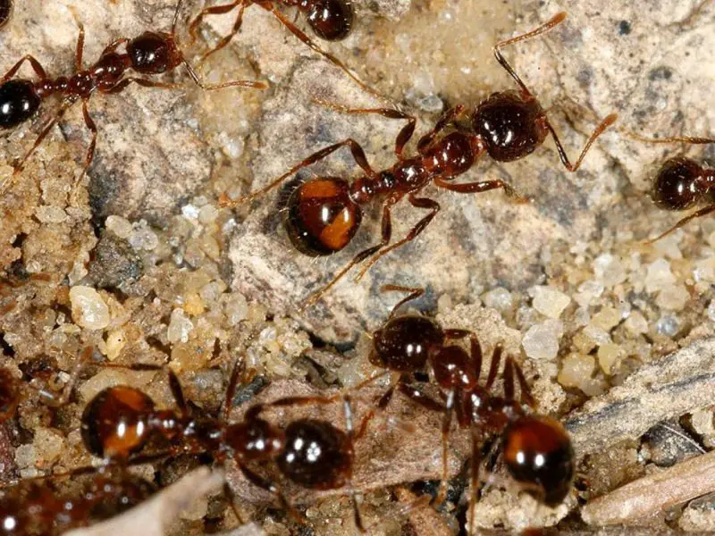 Biting Ants in Florida