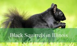 Black Squirrels in Illinois: Secrets Behind Their Color and Survival