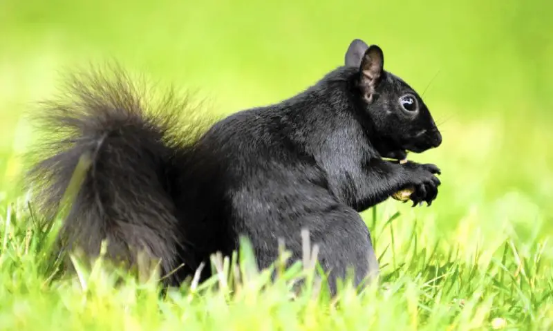 Black Squirrels in Illinois