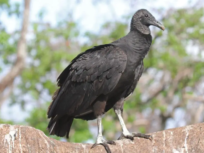 Vultures in Virginia