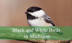 15 Black and White Birds in Michigan (Pictures and Identification)