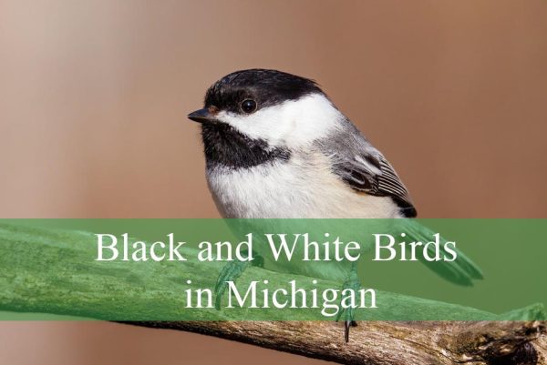 Black and White Birds in Michigan