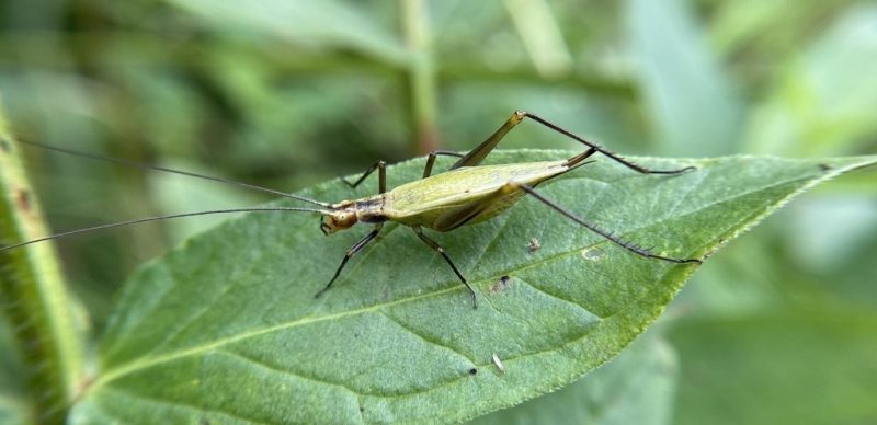 Crickets in New York