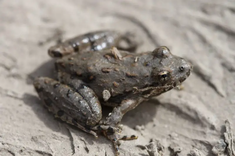 Frogs in Michigan