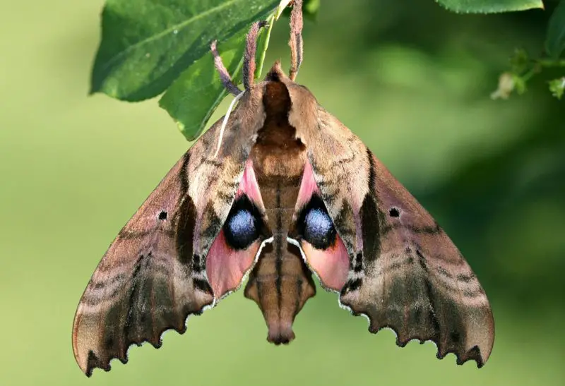Moths in Colorado