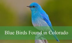 15 Blue Birds in Colorado (With Pictures and Identification)