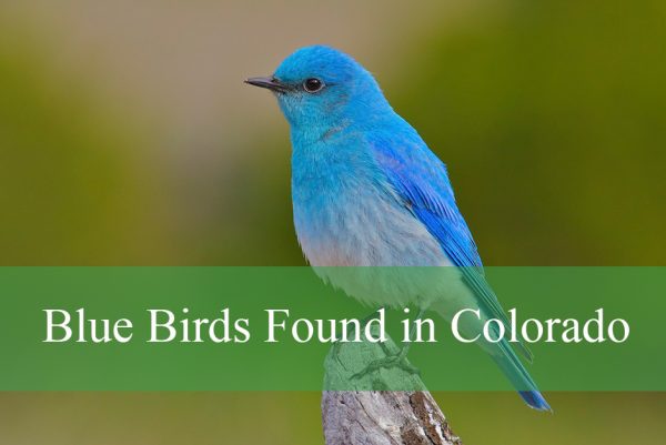 Blue Birds Found in Colorado