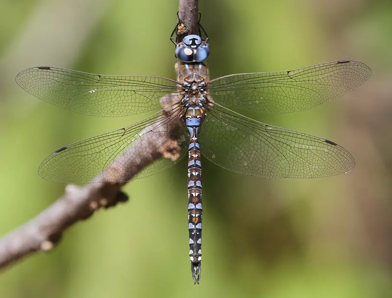 Dragonflies in Colorado