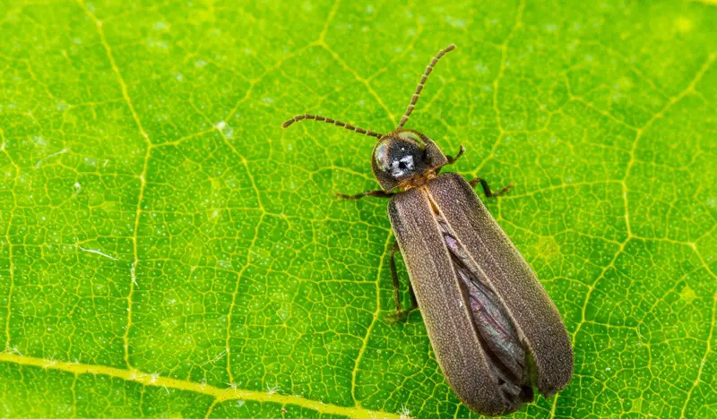 Fireflies in North Carolina
