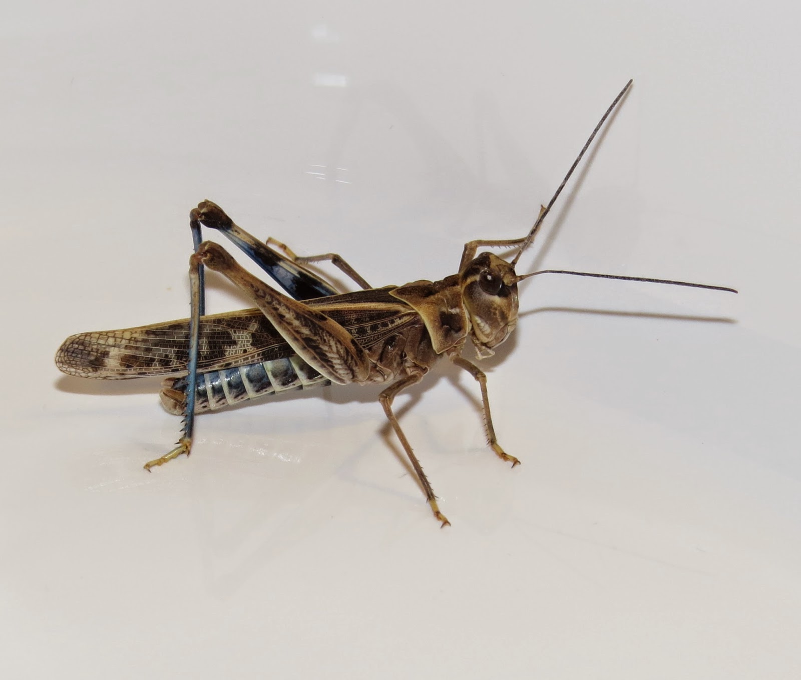 Grasshoppers in Arizona