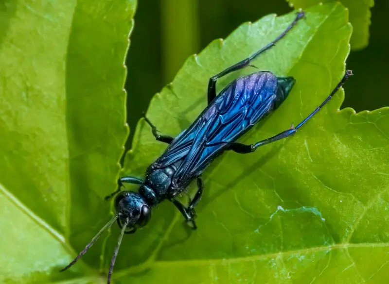 Stinging Insects in Florida