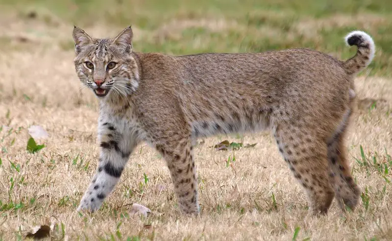 Wild Cats in Florida