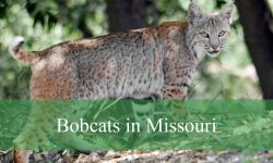 All About Bobcats in Missouri: Where to Spot and Identify Them