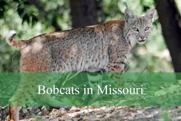 Bobcats in Missouri
