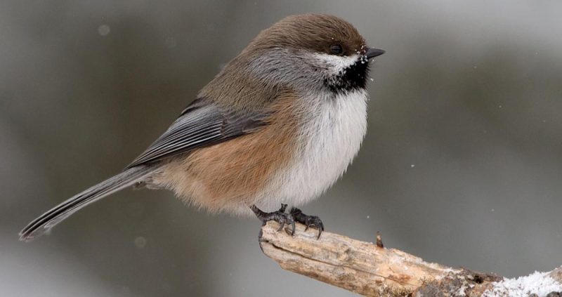 Birds in Montana