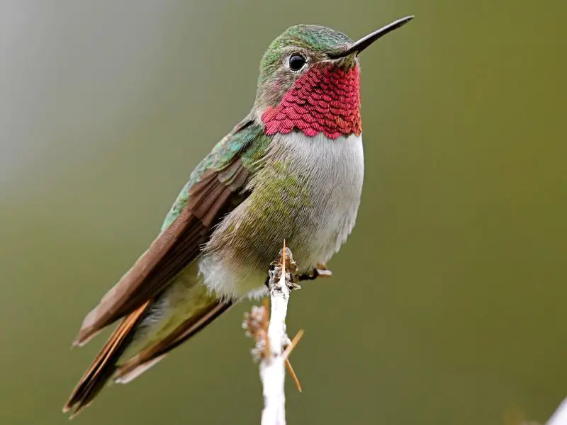 Hummingbirds in Utah