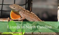 18 Types of Lizards in North Carolina (Pictures and Identification)