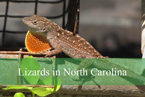Lizards in North Carolina
