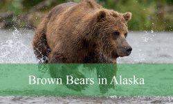 Brown Bears in Alaska Facts Behavior and Identification Guide