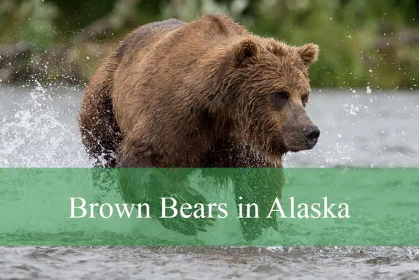 Brown Bears in Alaska