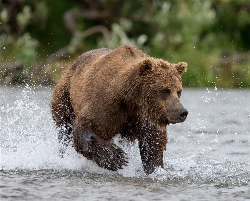 Brown Bears in Alaska