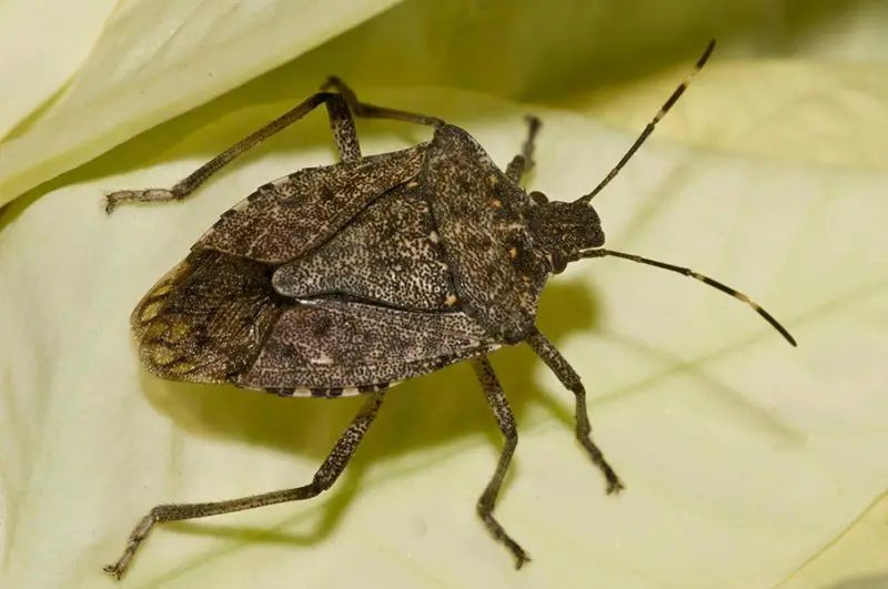 Invasive Insects in California