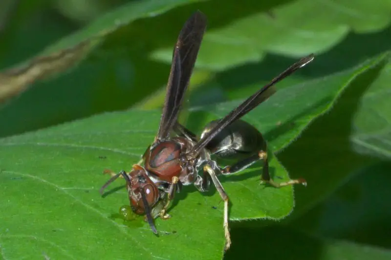 Types of Wasps in Ohio