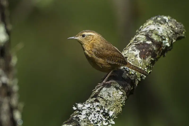 Wrens in Texas