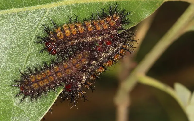 Poisonous Caterpillars in Florida